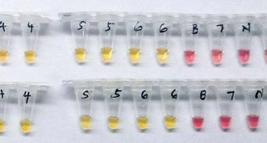 正、负比色LAMP结果