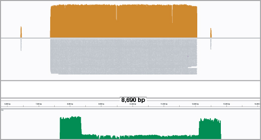 高分子量DNA提取